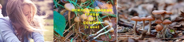 прущие крисы Алексеевка