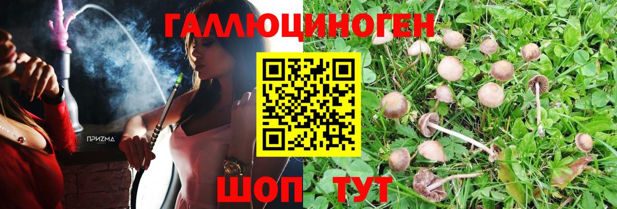 Киров  Псилоцибиновые грибы GOLDEN TEACHER  Вход с VPN 